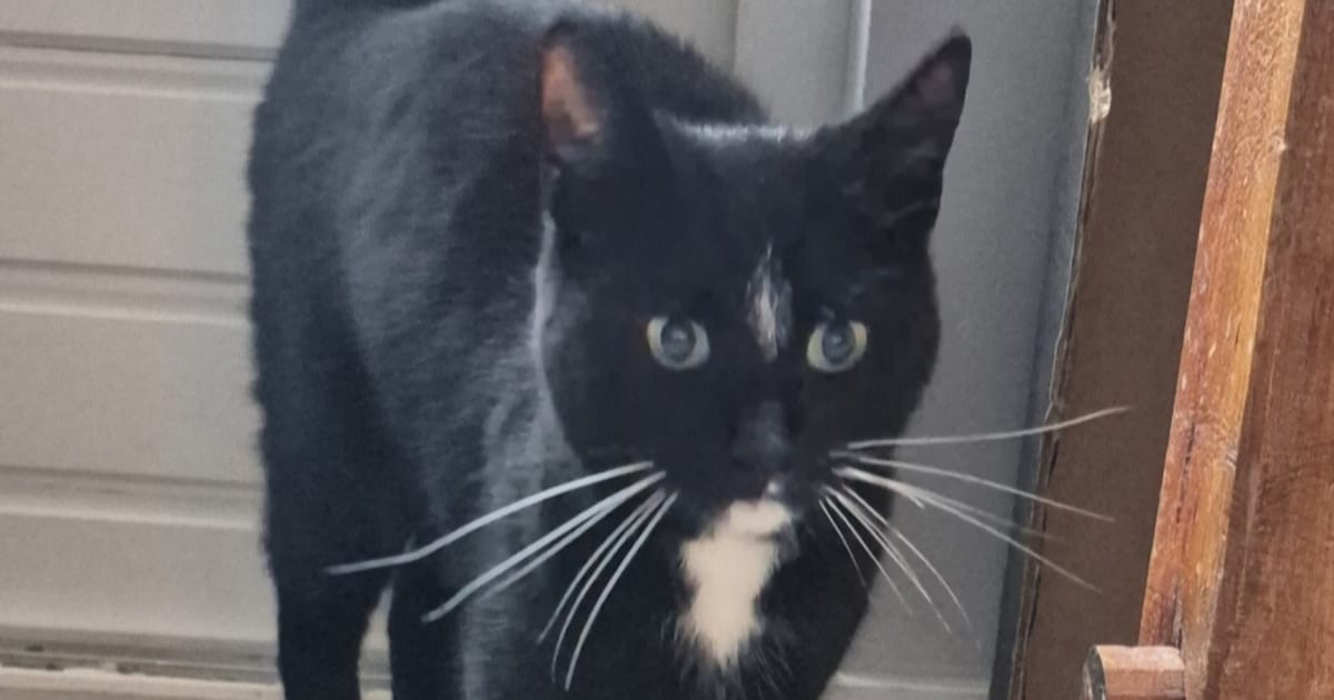 Heb jij Fancy gezien? Dit huisdier wordt in Montfoort vermist