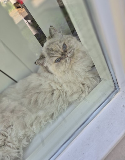 Heb jij Lil, Simba of Pieter gezien? Deze negen huisdieren worden in Amersfoort vermist