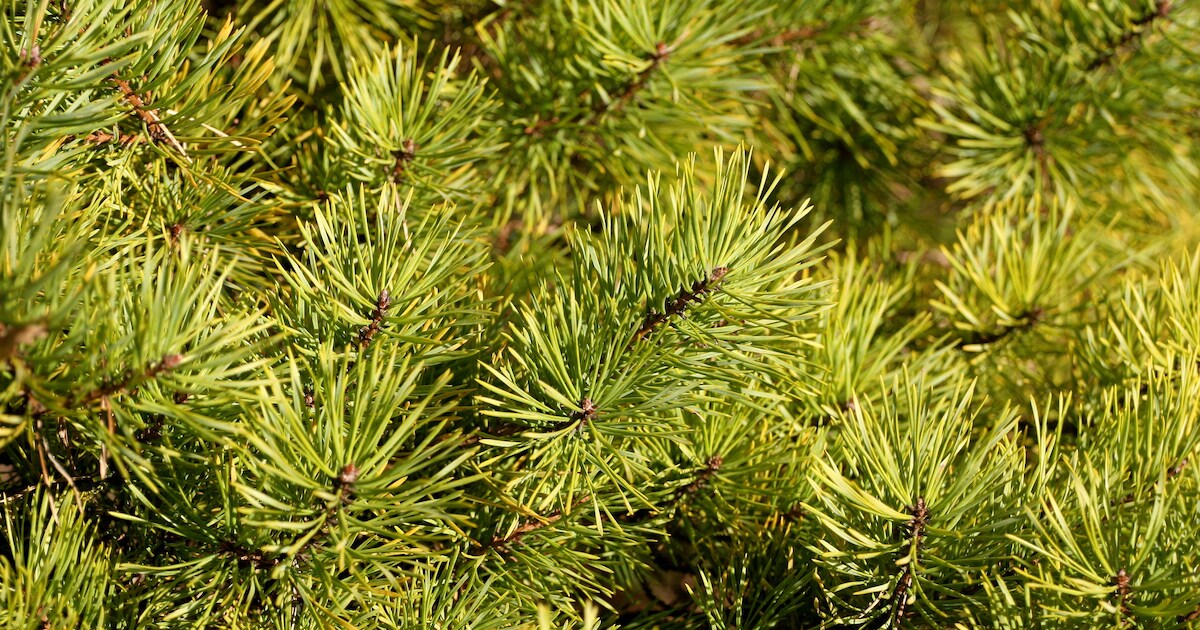 Inleveren kerstboom in gemeente Halderberge: kans op cadeaubon