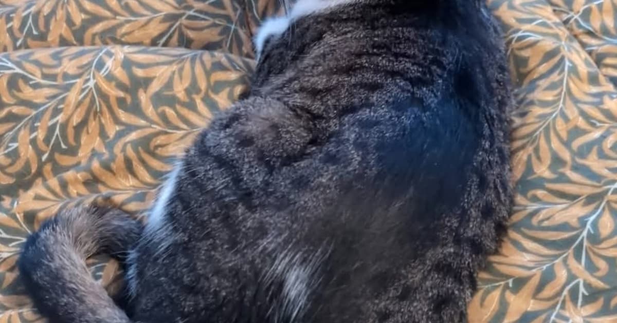 Heb jij Gijs, Sammy of Koko gezien? Deze vijf huisdieren worden in Dijk en Waard vermist