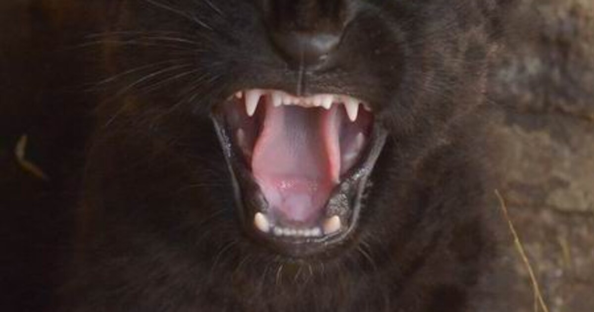 Zwart bolletje wol mag voor het eerst naar buiten in BestZoo