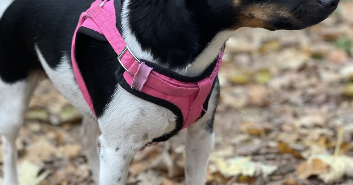 Heb jij Coco gezien? Dit huisdier wordt in Veere vermist