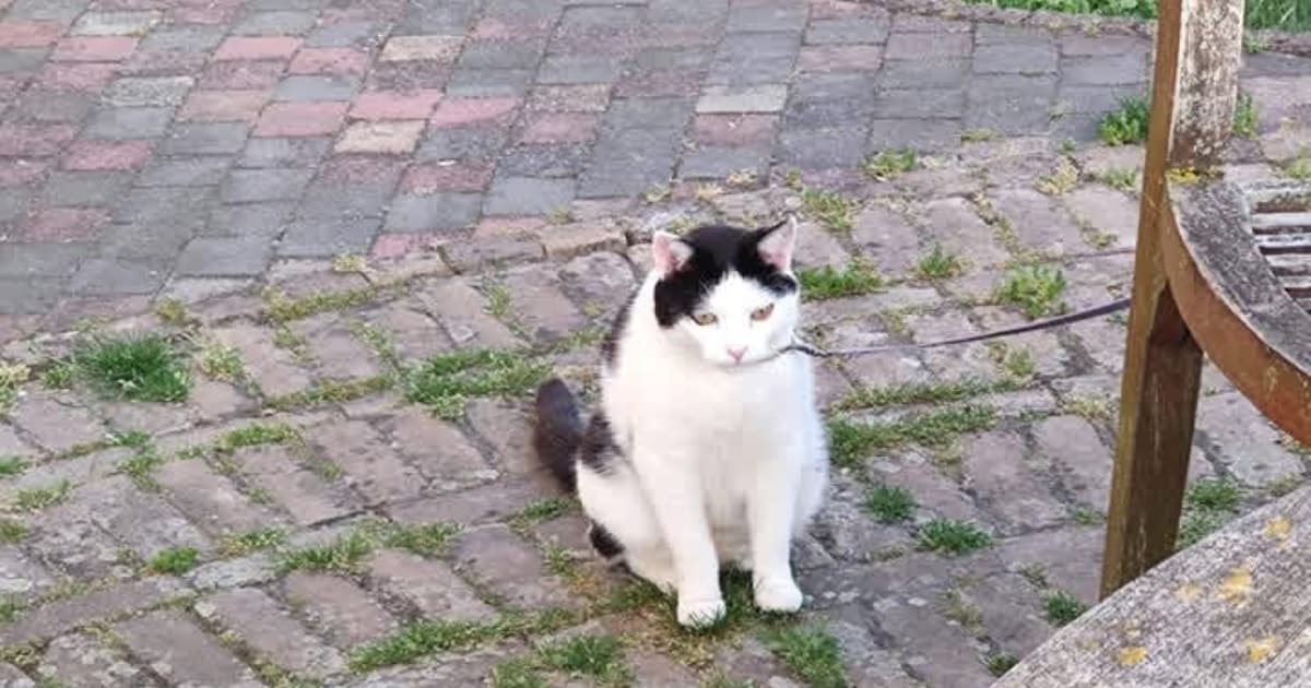 Heb jij Jaxx gezien? Deze twee huisdieren worden in Sluis vermist