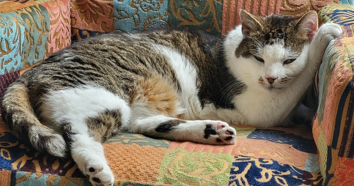 Heb jij Zoos, Caesar of Archie gezien? Deze vijf huisdieren worden in Leusden vermist