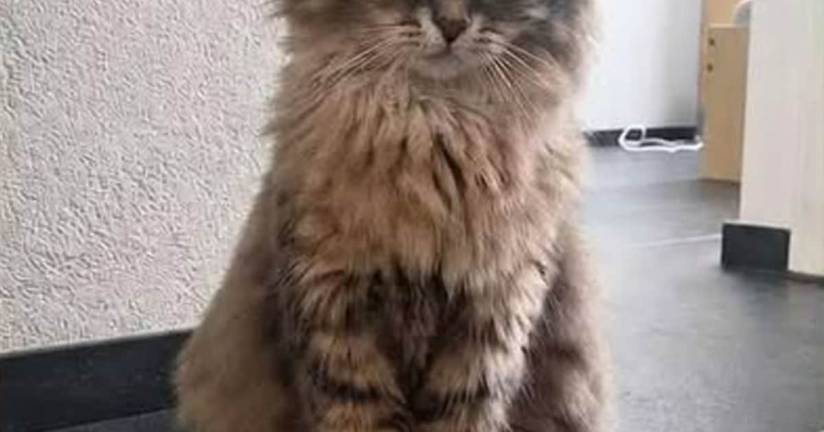 Heb jij Loki, Simba of Kitty gezien? Deze vijf huisdieren worden in Beverwijk vermist