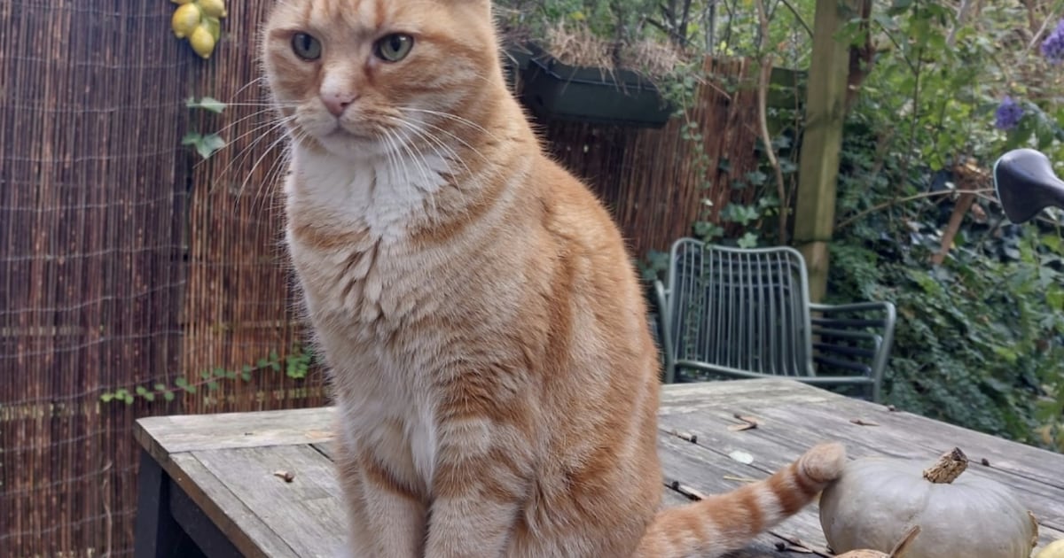 Heb jij Eddie, Norbert of Willy gezien? Deze acht huisdieren worden in Hilversum vermist