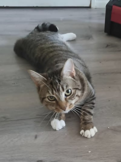 Heb jij Mickey gezien? Dit huisdier wordt in Boxtel vermist