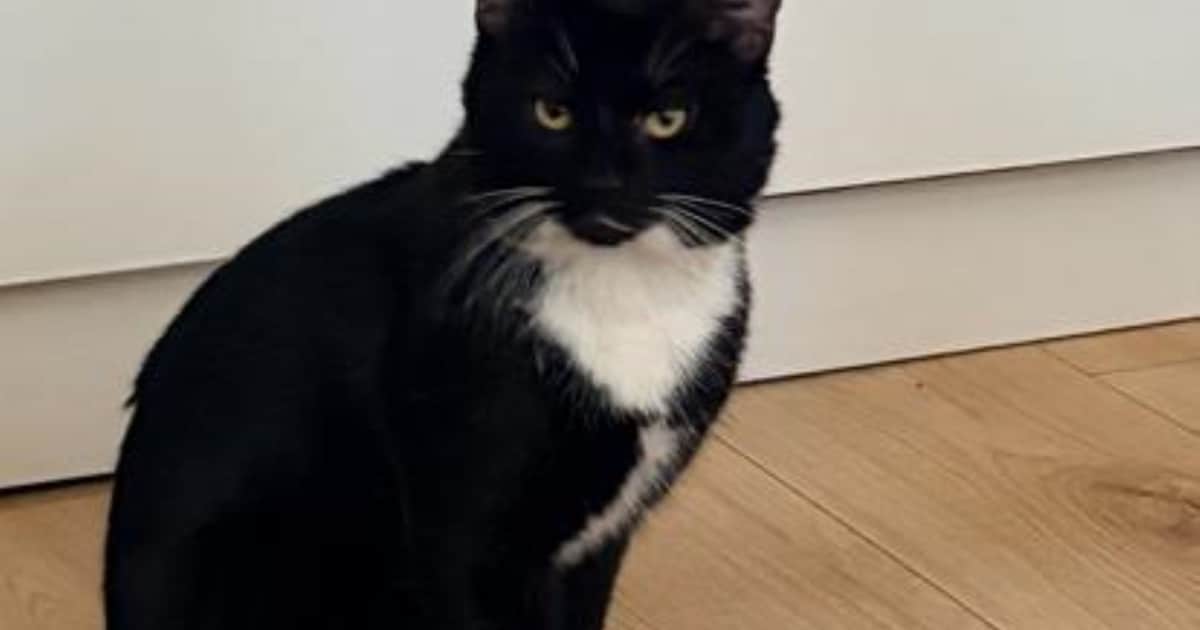 Heb jij Billy, Panter of Ruby gezien? Deze vier huisdieren worden in Zaanstad vermist