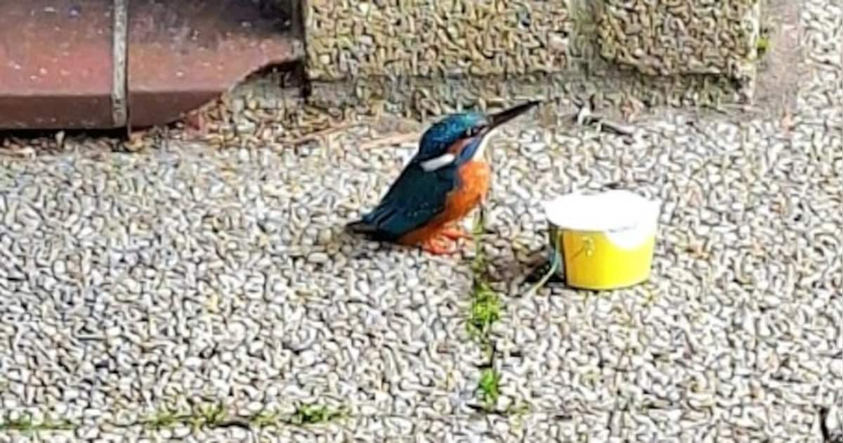 IJsvogel vliegt weer weg na reddingsactie in Den Helder