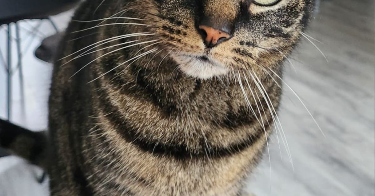 Heb jij Mauii gezien? Dit huisdier wordt in Nieuwegein vermist