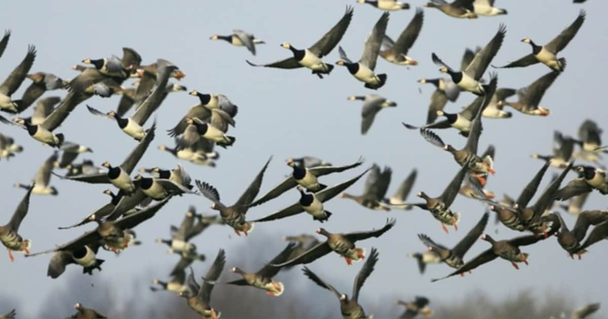 Vogelwerkgroep Koudekerk/Hazerswoude neemt beginners mee de polder in