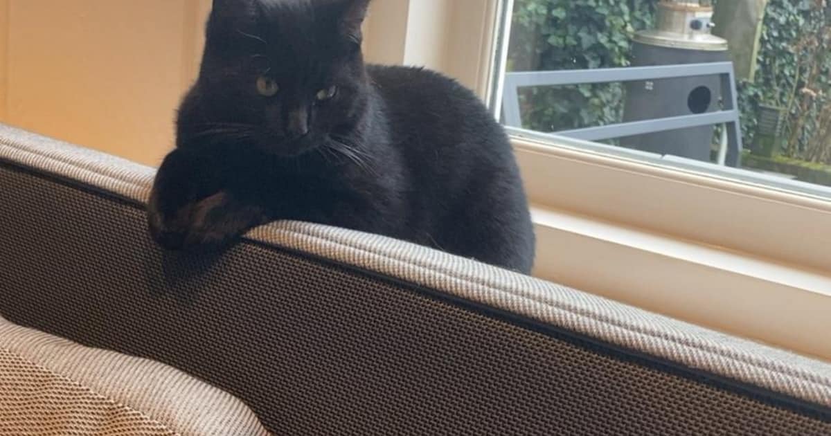 Heb jij Alaska of Tommy gezien? Deze twee huisdieren worden in Heemstede vermist