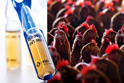 Boeren opgelucht én bezorgd om vaccin tegen vogelgriep dat lijkt te werken: ‘Willen niet dat handel instort’