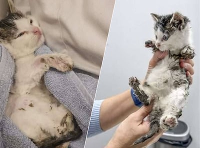 Postbezorger vindt kitten onder de lijm, eigenaar spoorloos