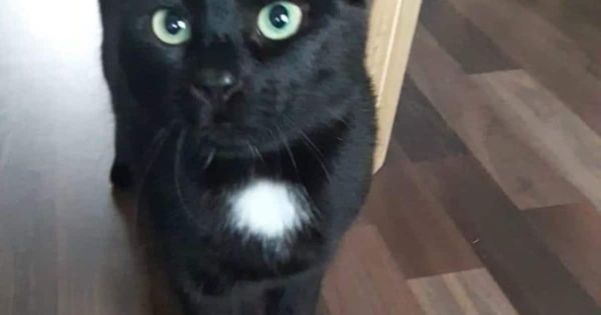 Heb jij Bibi gezien? Dit huisdier wordt in Delft vermist