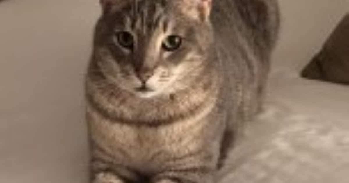 Heb jij Chak of Bruno gezien? Deze twee huisdieren worden in Alphen aan den Rijn vermist