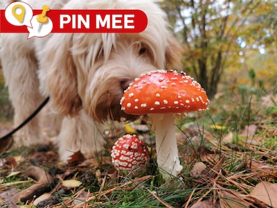 Waar in regio Utrecht en Amersfoort zijn de mooiste paddenstoelen te vinden?