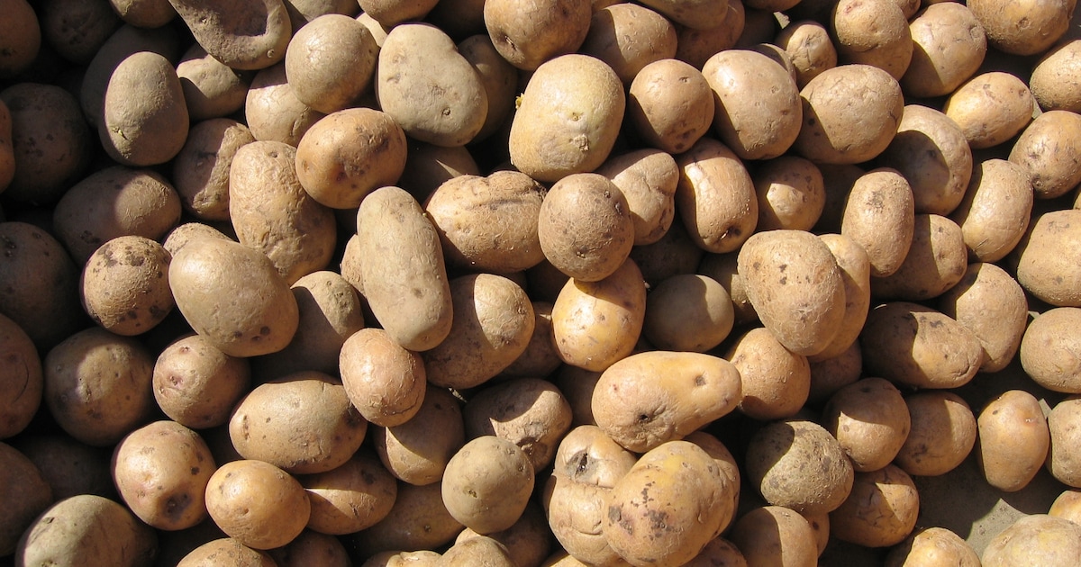 ’t Geertje houdt aardappelbelevenis in Zoeterwoude