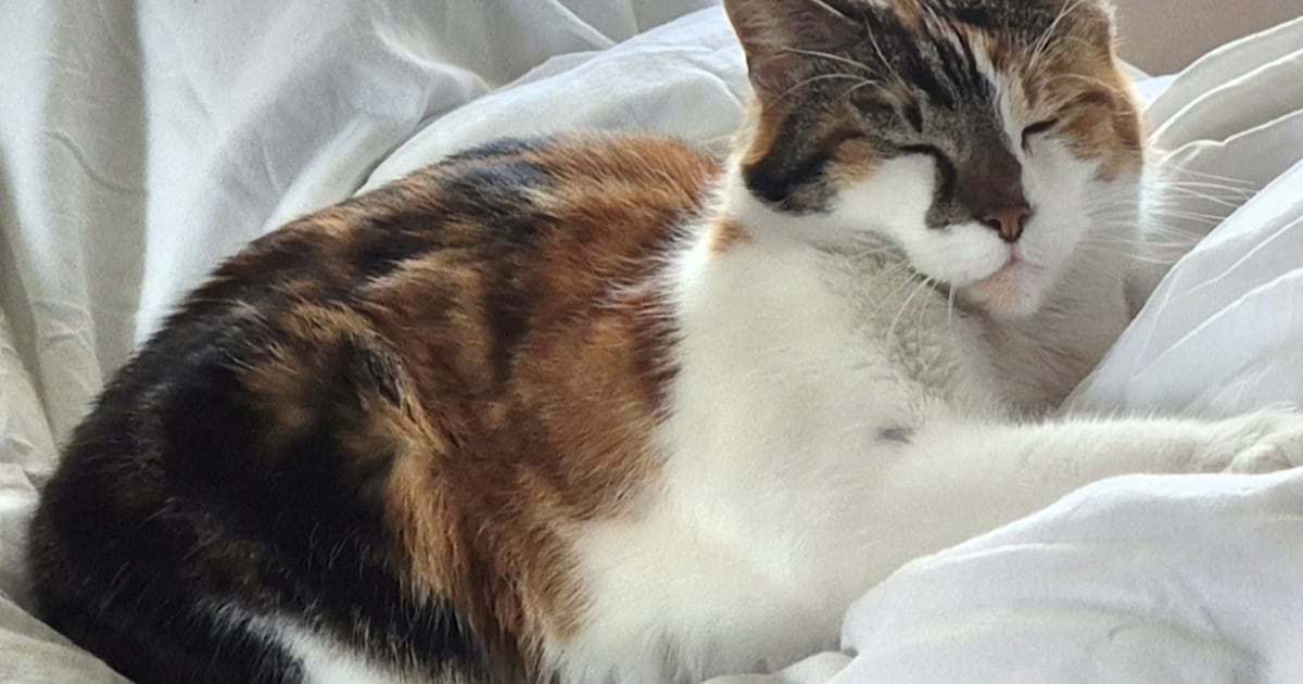 Heb jij Mushi of Millie gezien? Deze twee huisdieren worden in Wormerland vermist