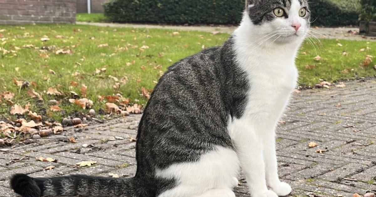 Heb jij Yuki gezien? Dit huisdier wordt in Noardeast-Fryslân vermist