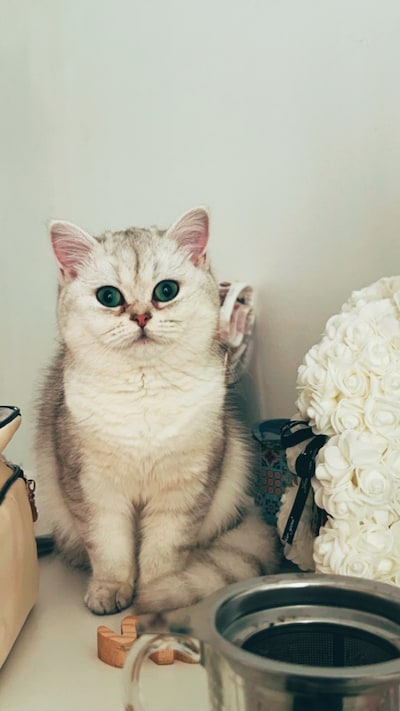 Heb jij Lina of Pip gezien? Deze twee huisdieren worden in Deventer vermist
