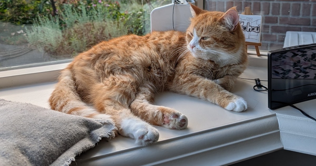 Heb jij Sunny gezien? Dit huisdier wordt in Elburg vermist