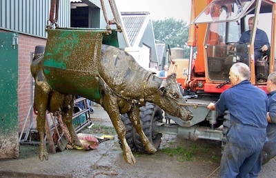 Fire department confirms barn tragedies: livestock fallen through floor fight for life in own manure, Wakker Dier demands solution