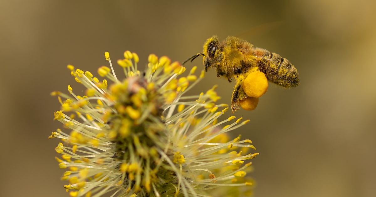 Nationale Bijentelling start in Someren