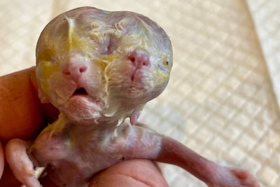 Dierenarts vindt unieke kitten met twee koppen in Lommel: “Ik had dit alleen nog maar gezien bij een