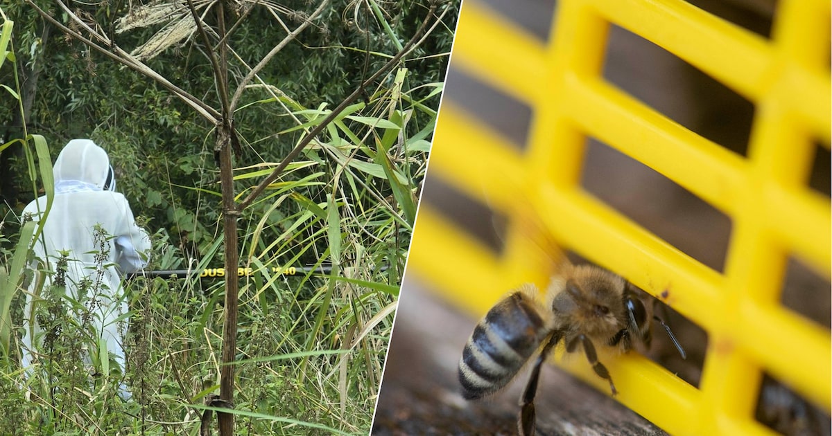 Schiedamse imkers stoppen met hun speurwerk naar gevreesde Aziatische hoornaar: ‘Uitroeien lukt niet
