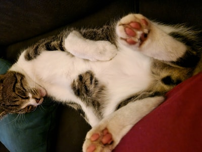 Heb jij James, Tommy of Darcin gezien? Deze drie huisdieren worden in Almelo vermist