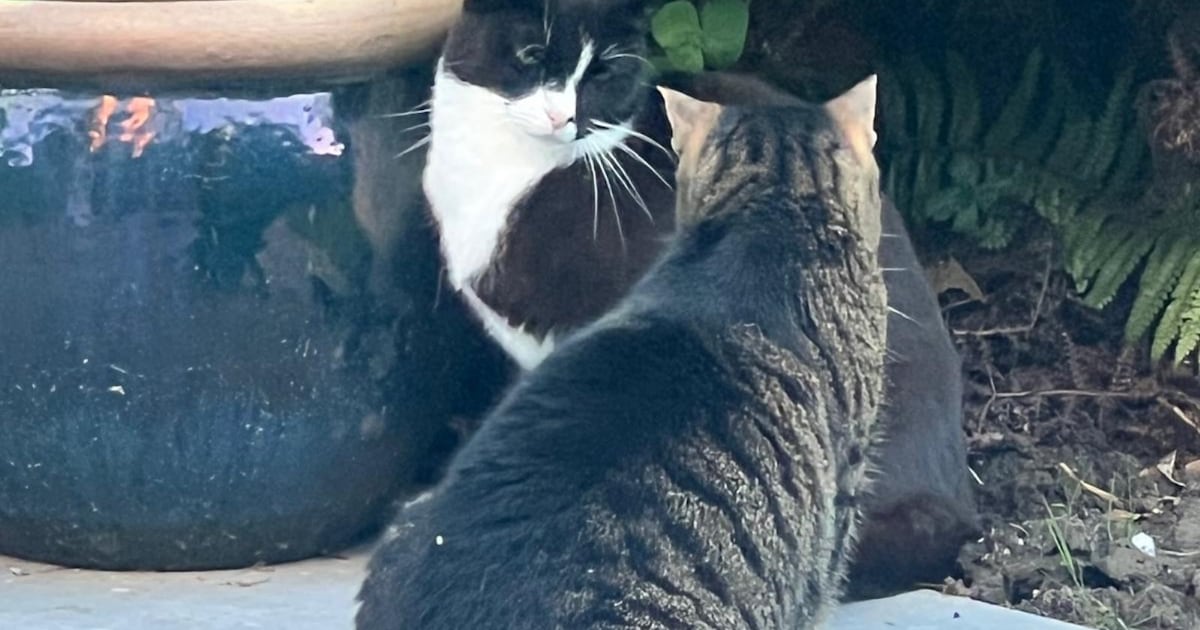 Heb jij Jack gezien? Dit huisdier wordt in Opmeer vermist