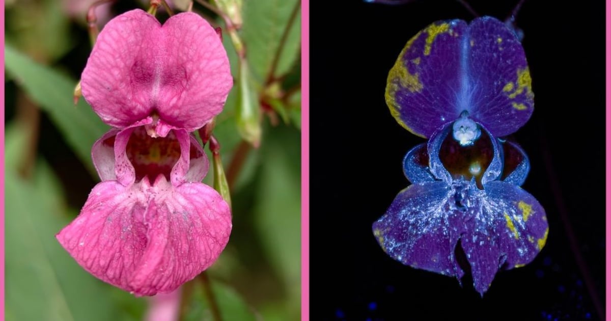 Lezing over fluorescentie in de natuur in Assen