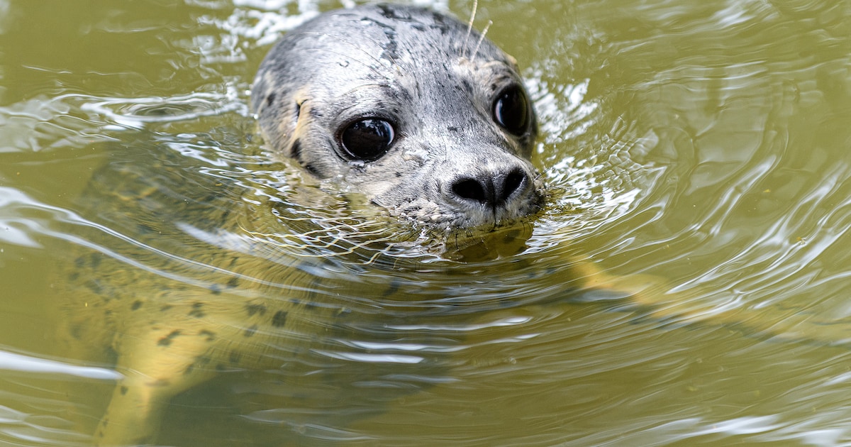 Extreme gladheid over de grens: dierentuin Nordhorn blijft dicht, scholen gesloten