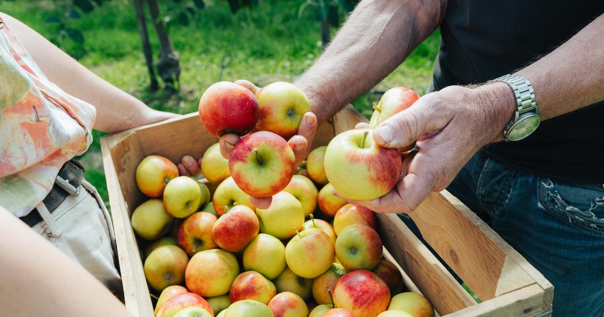 Tijd dringt in Zeist: 45.000 kilo appels moeten binnen twee weken gered worden van verspilling