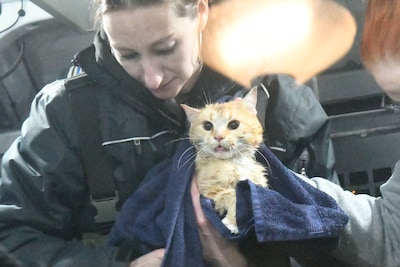 Kat bevrijd na twee dagen in een hoge boom te hebben gezeten