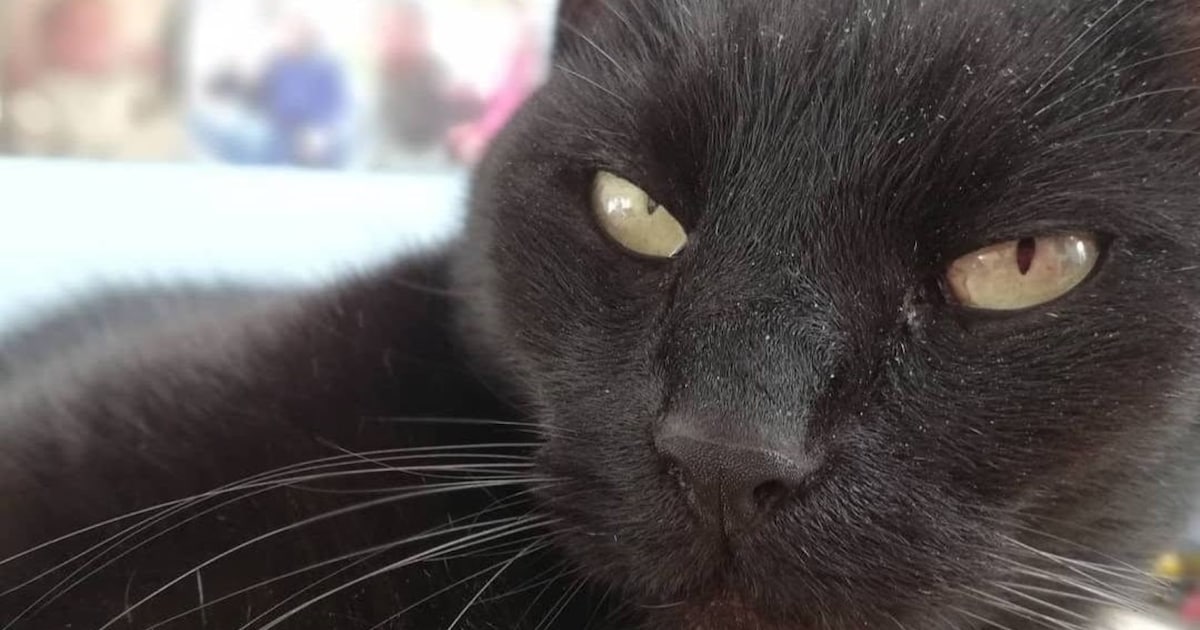 Heb jij Chasin of Mûs gezien? Deze twee huisdieren worden in De Fryske Marren vermist