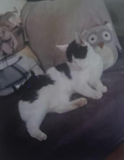 Have you seen Woezel, Muffin or Kleintje? These 10 pets are missing in Haarlem
