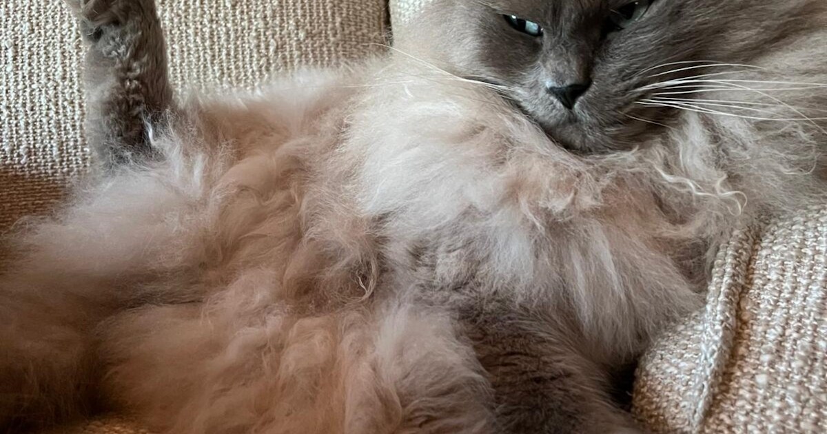Heb jij Molly, Balthasar of Kiki gezien? Deze vier huisdieren worden in Heemskerk vermist