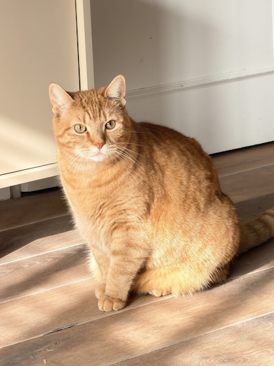 Heb jij Niffo gezien? Dit huisdier wordt in Valkenswaard vermist