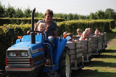 Fruitbedrijf den Haan houdt Appelplukdag in Kerk-Avezaath