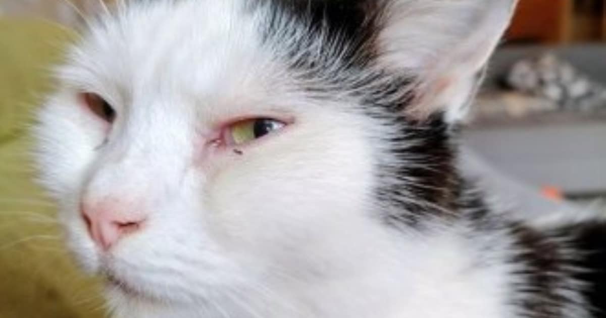 Heb jij Luke gezien? Dit huisdier wordt in Nieuwkoop vermist