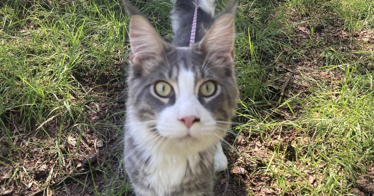 Heb jij Axel gezien? Dit huisdier wordt in Hilvarenbeek vermist