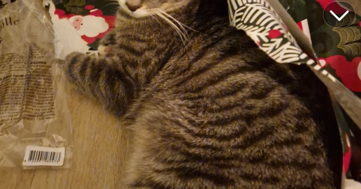 Heb jij Joep of Pablo gezien? Deze twee huisdieren worden in Bodegraven-Reeuwijk vermist
