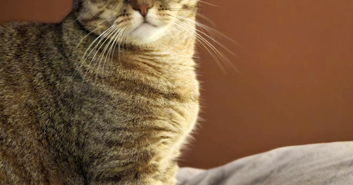 Heb jij Meisje of Biszkopt gezien? Deze twee huisdieren worden in Helmond vermist