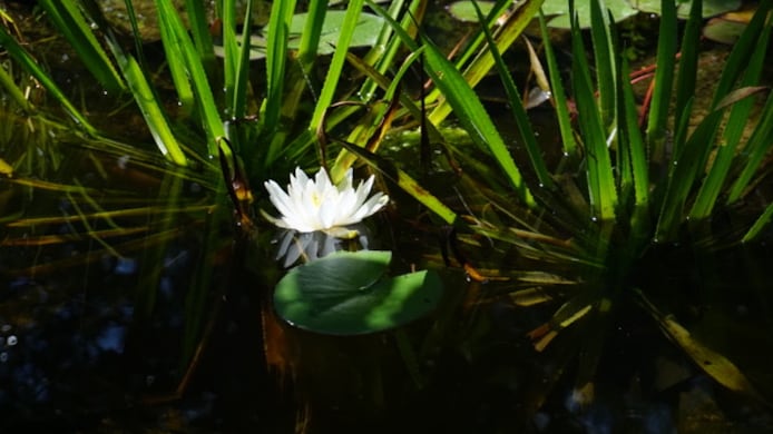 Eveliens eigen tuin