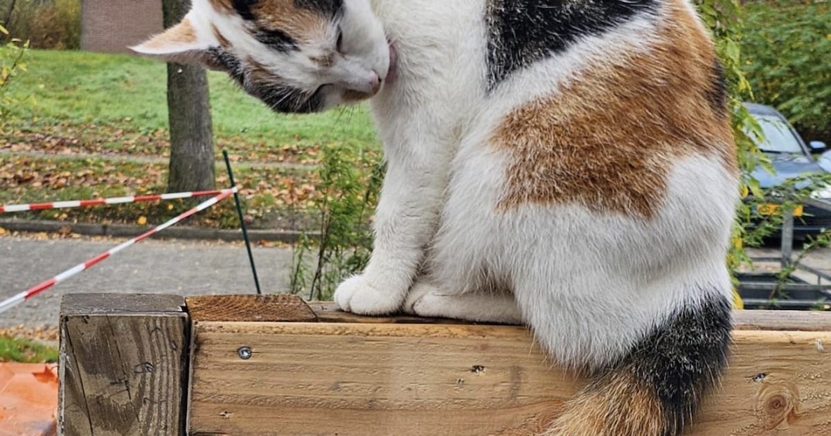 Heb jij Moppie gezien? Dit huisdier wordt in Borger-Odoorn vermist