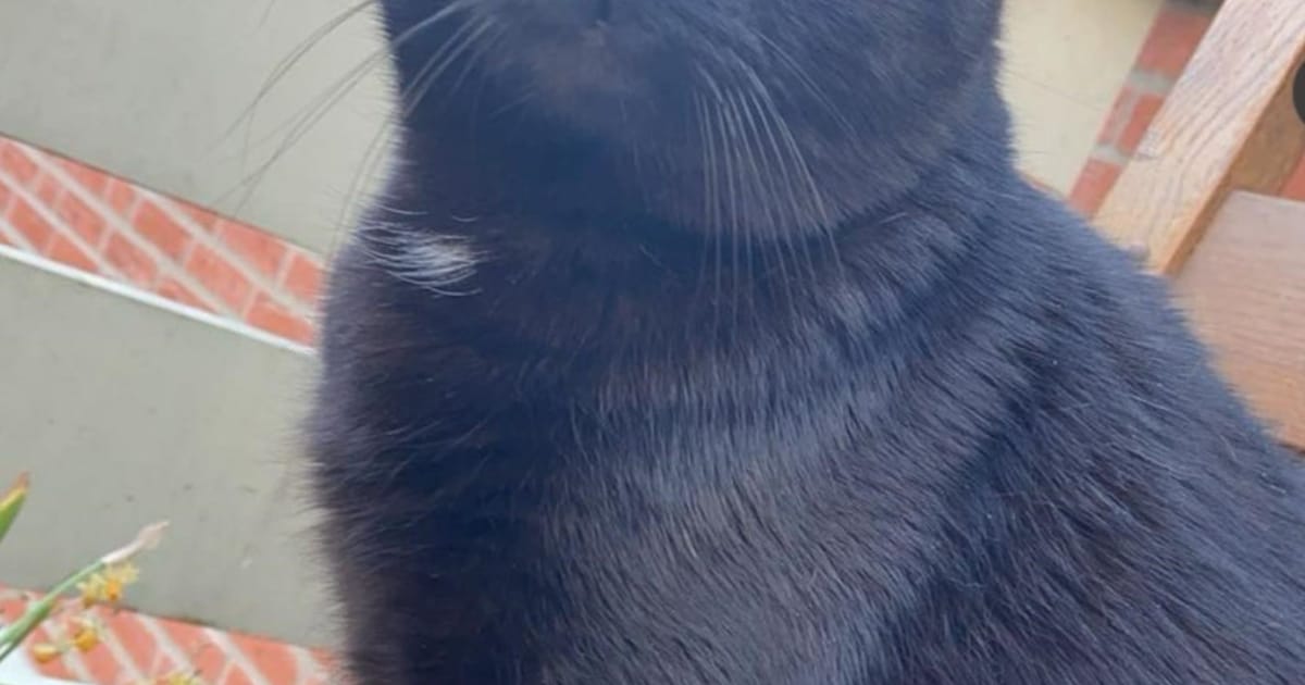 Heb jij Binkie gezien? Dit huisdier wordt in Dinkelland vermist