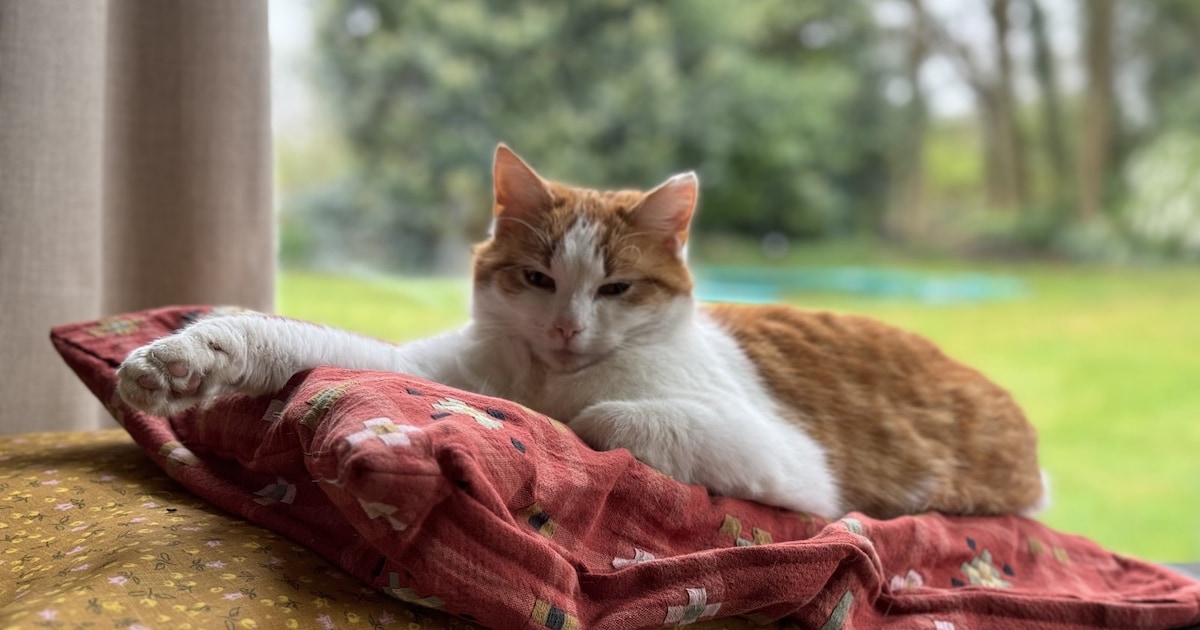 Heb jij Mandarijn gezien? Dit huisdier wordt in Aa en Hunze vermist