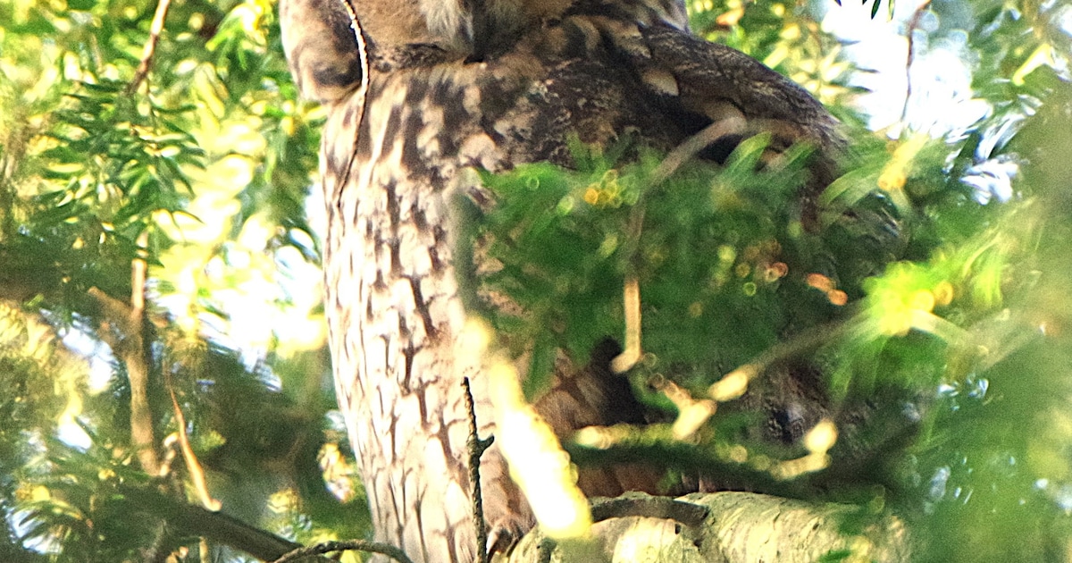 Filmavond in Baarn over vergeten natuur